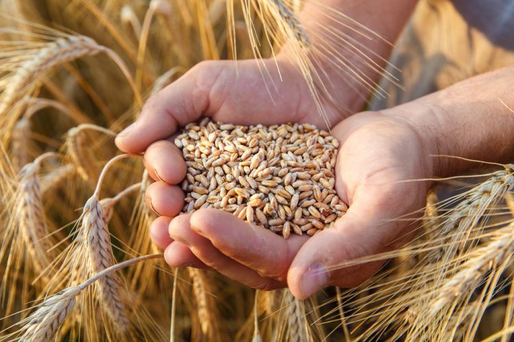 How AI can detect mycotoxins and prevent millions of food poisoning cases