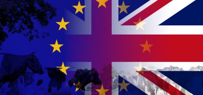 Brexit cows