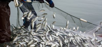 freshwater fish