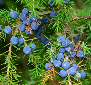 Juniper berries