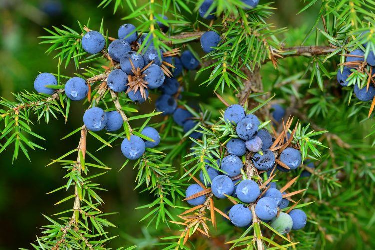 Juniper berries