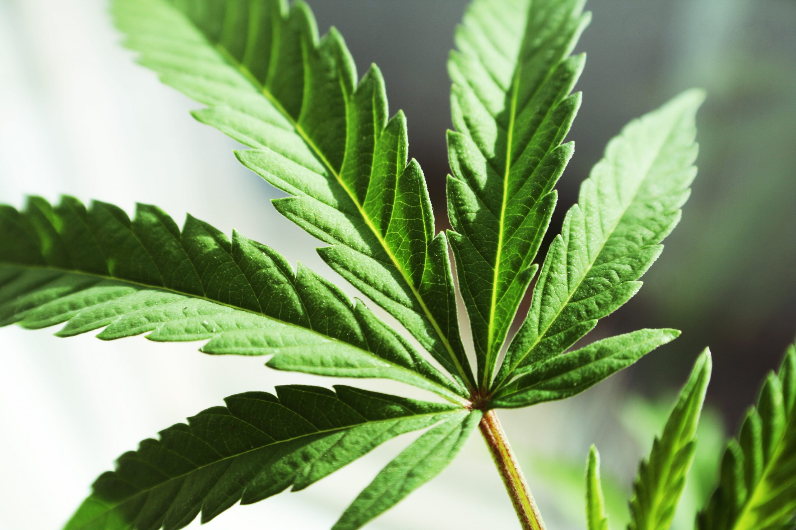 Фото листьев марихуаны как растит марихуану