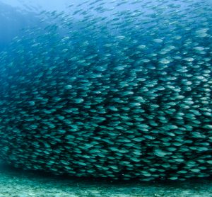 declining fish stocks