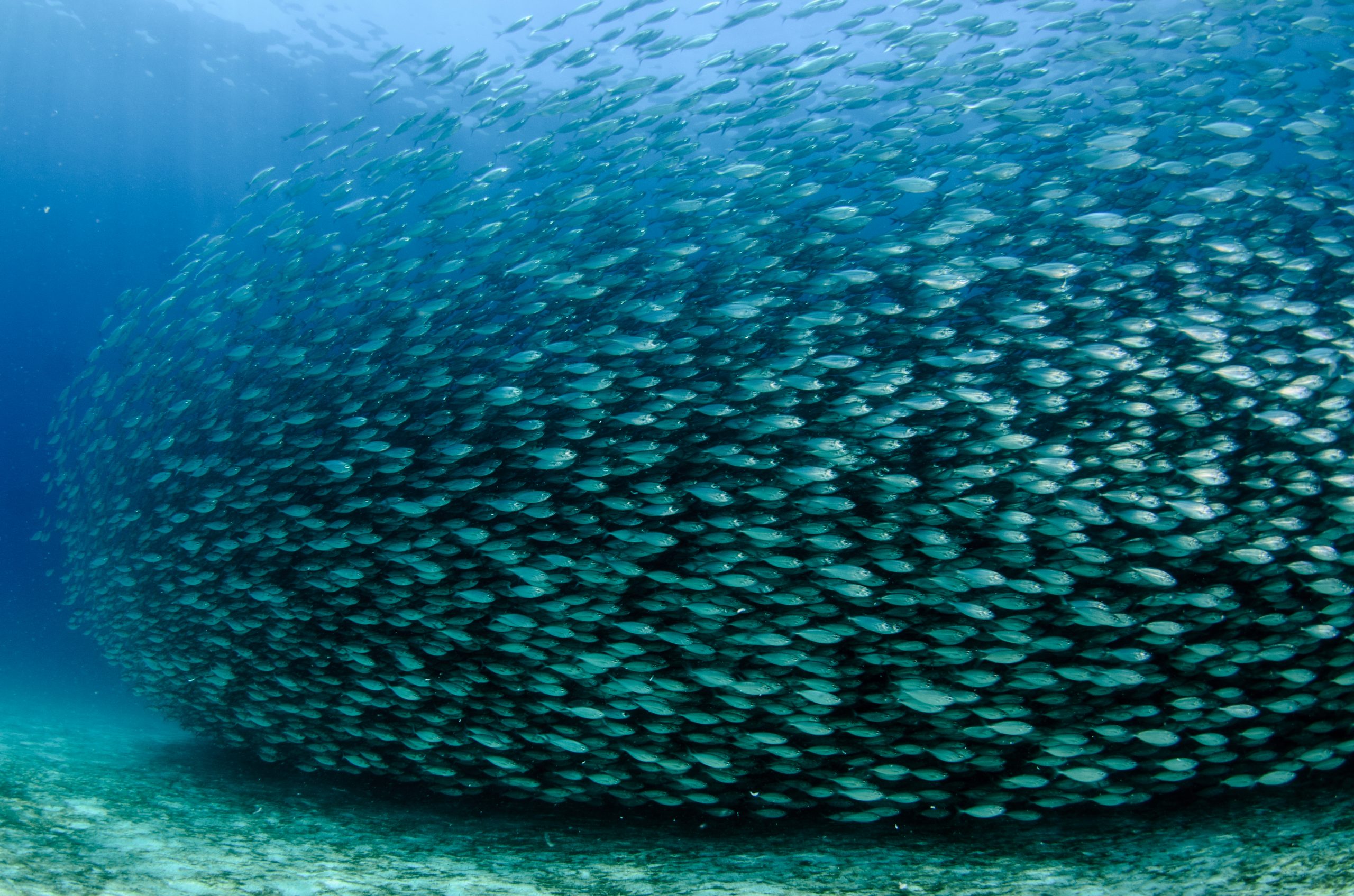 declining fish stocks