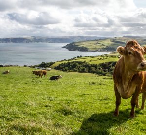 ireland farm