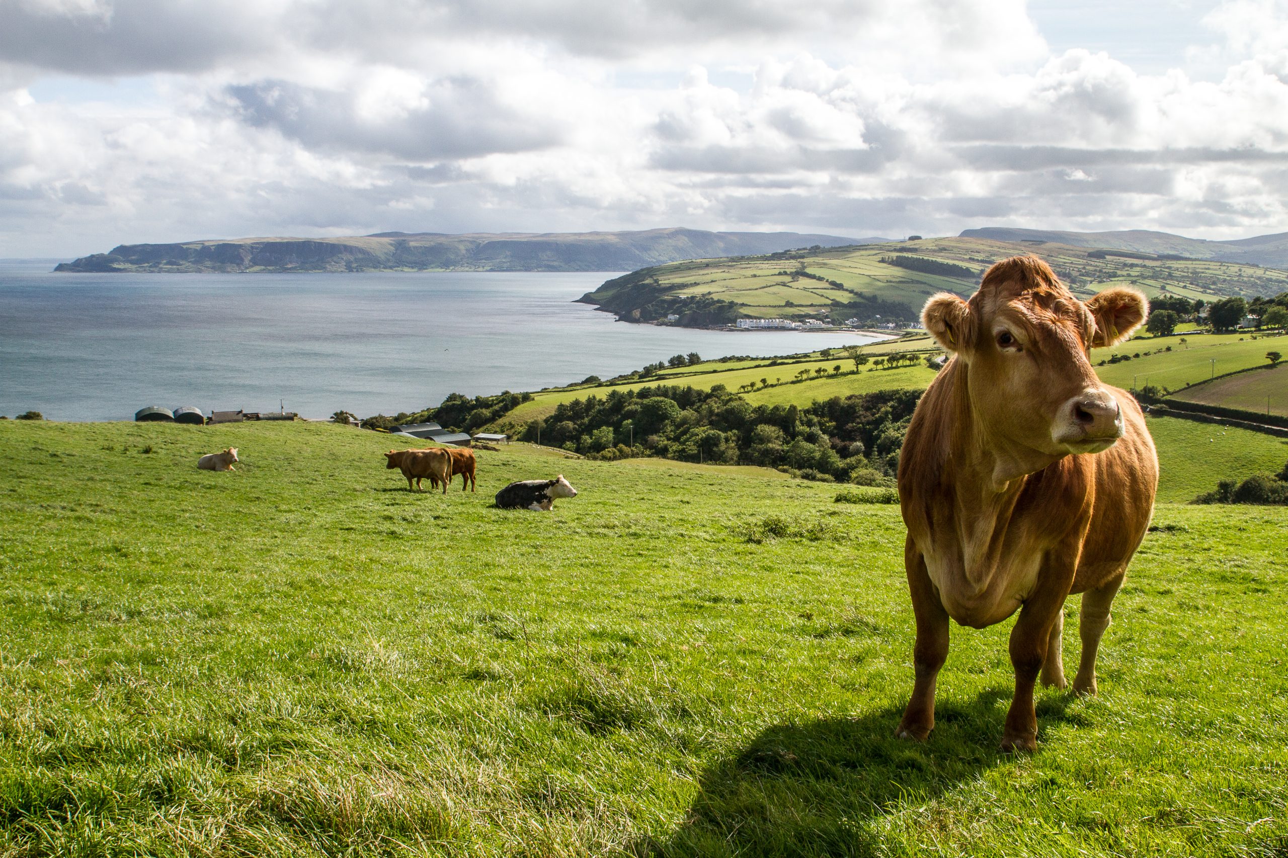 ireland farm