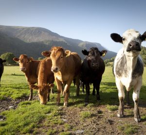 Welsh cows