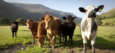 Welsh cows