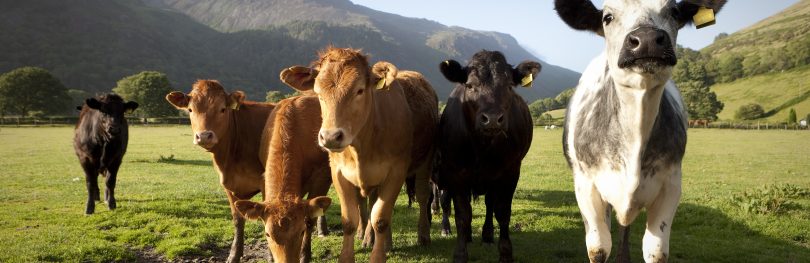 Welsh cows