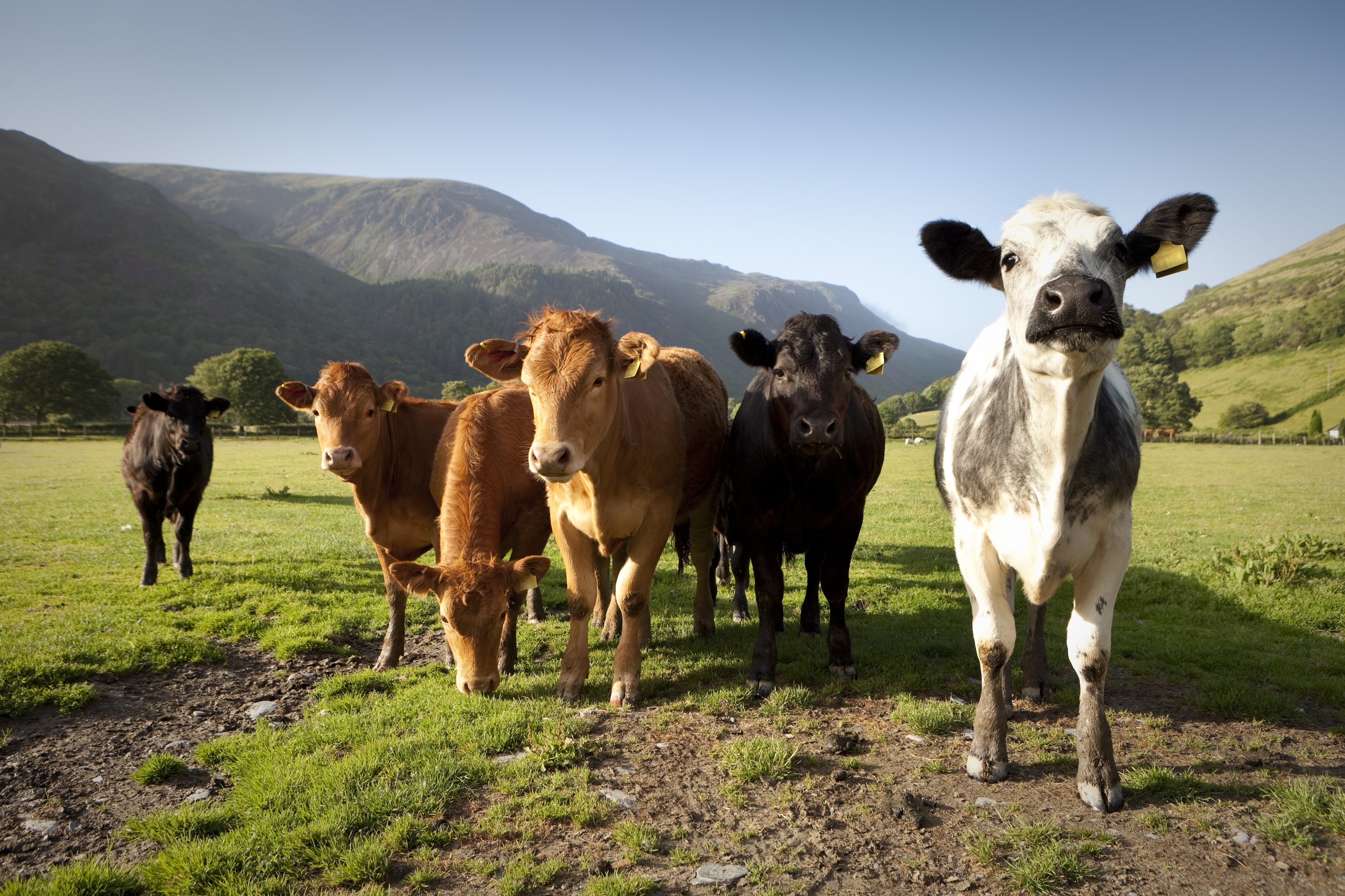 Welsh cows