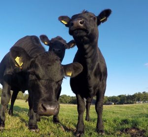 cows in field