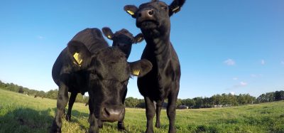 cows in field
