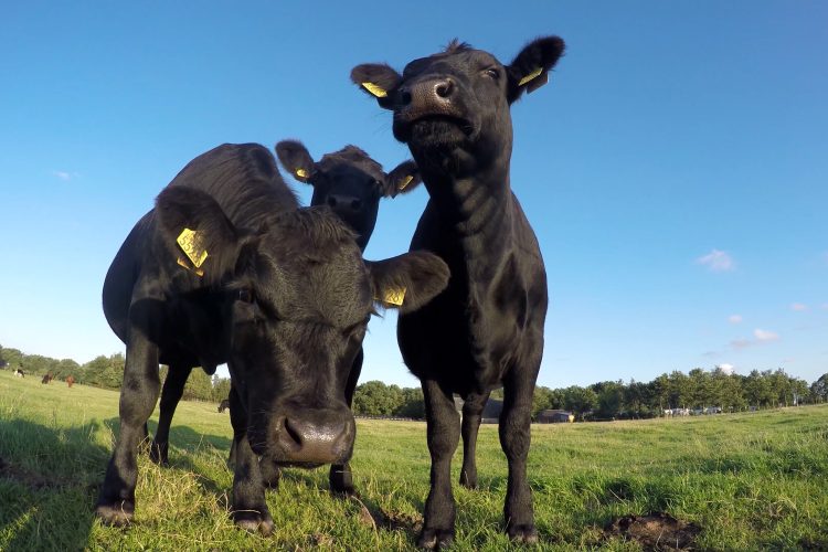 cows in field