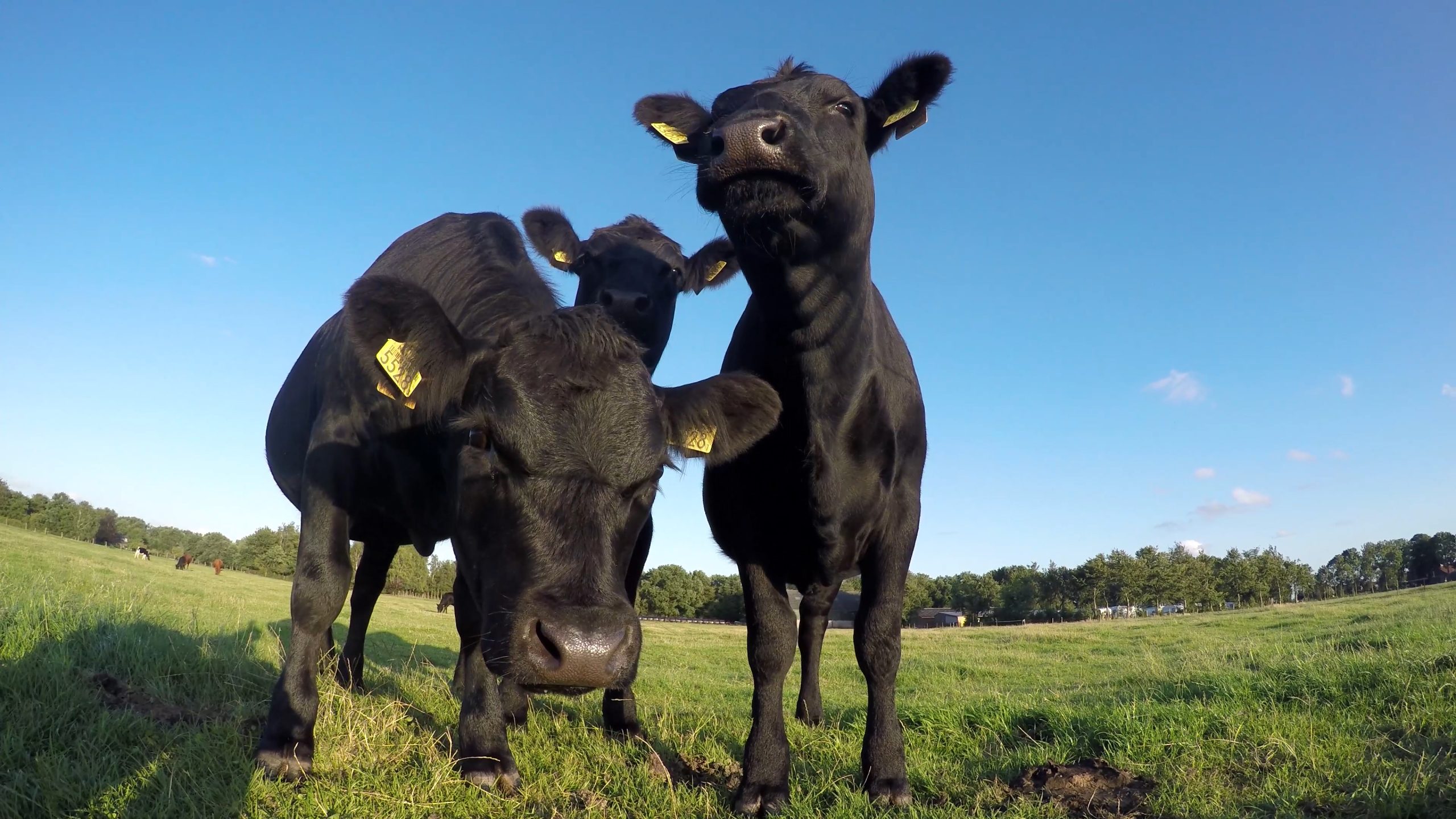 cows in field