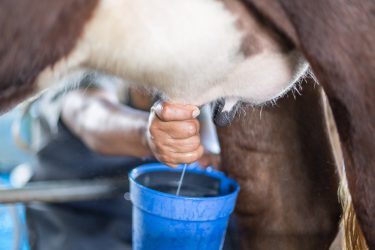 milking a dairy cow