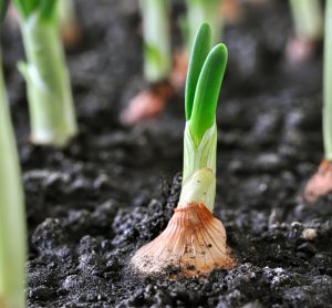 onion farming