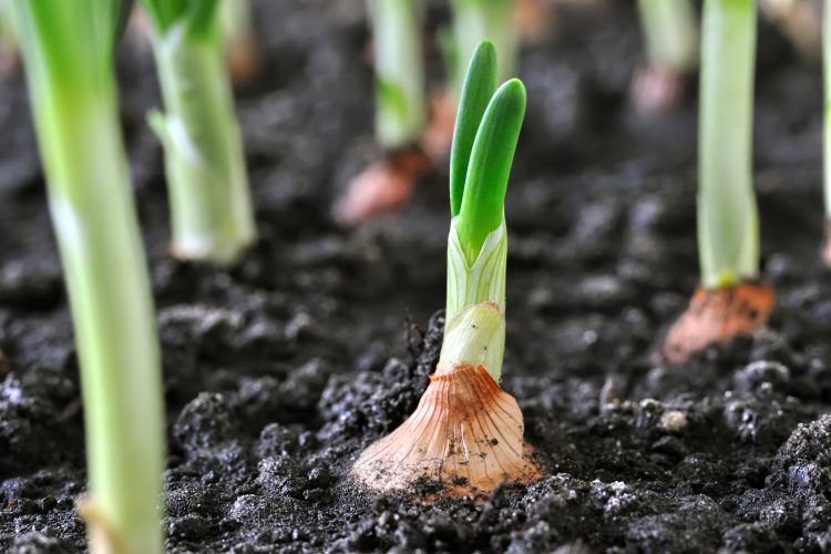 onion farming