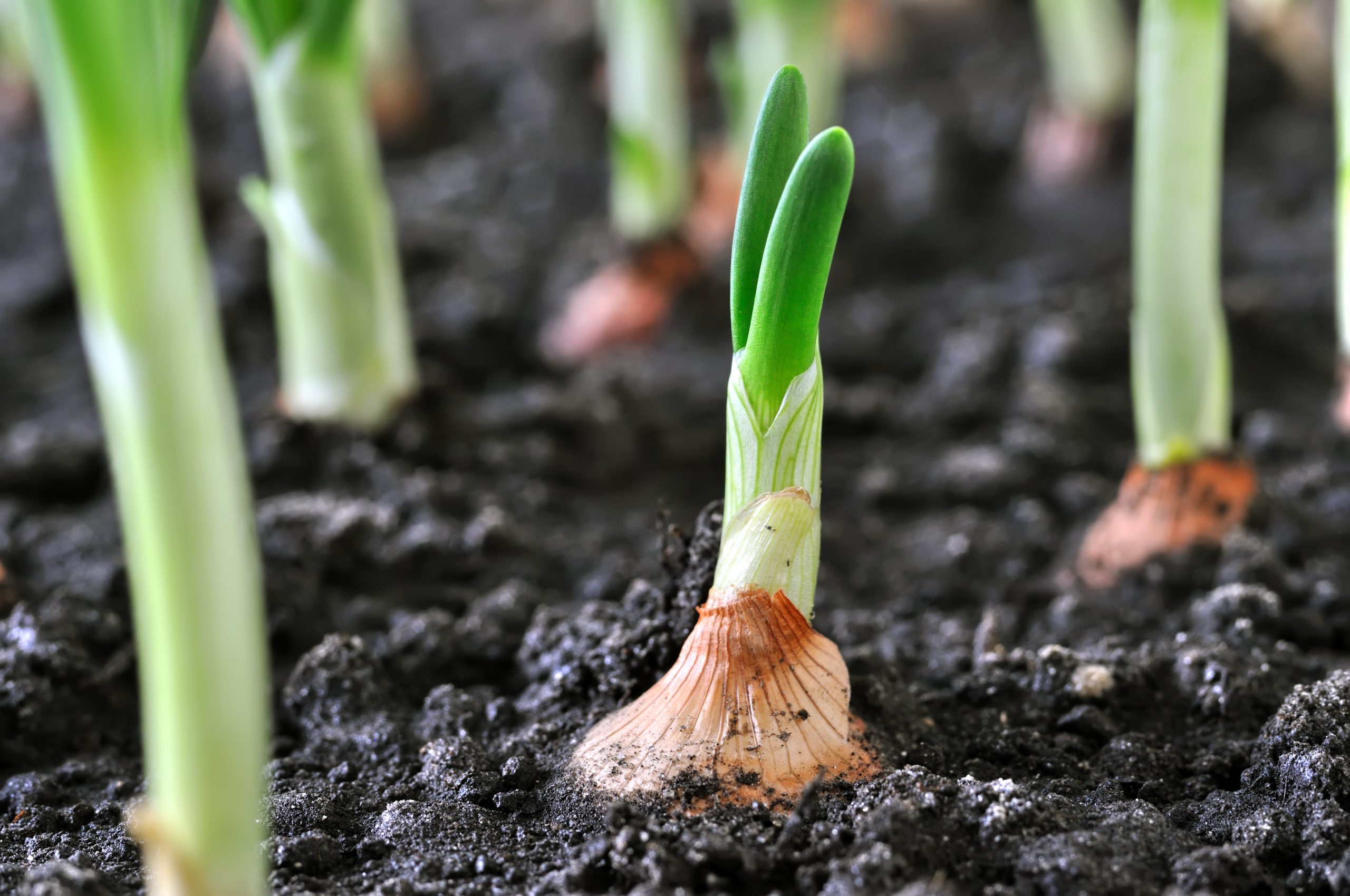 onion farming