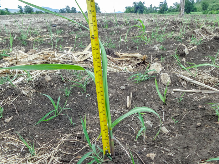 crop height