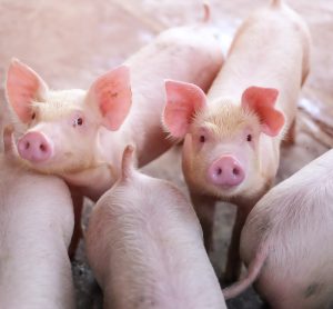 FDA approves sale of gene-edited pigs in the US
