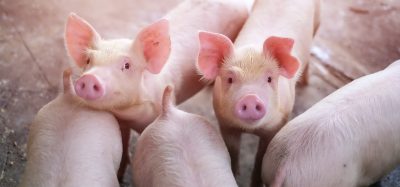 FDA approves sale of gene-edited pigs in the US
