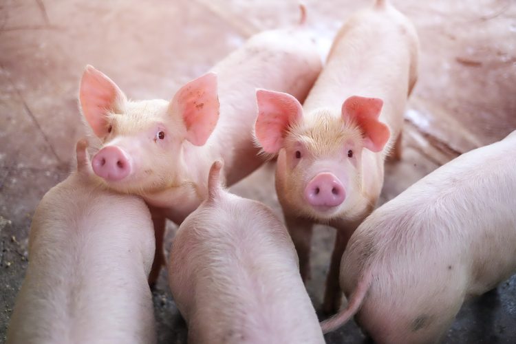 FDA approves sale of gene-edited pigs in the US