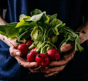 radishes