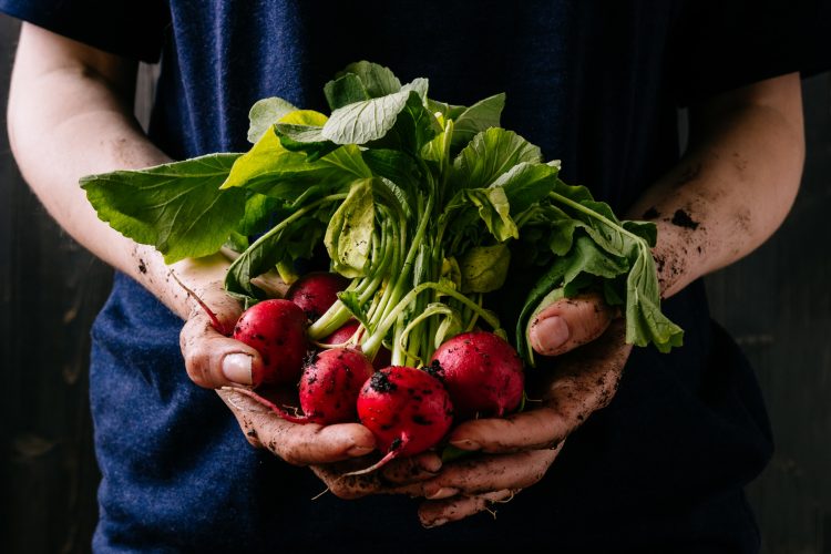 radishes