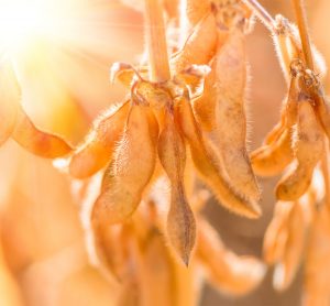 soybean pods