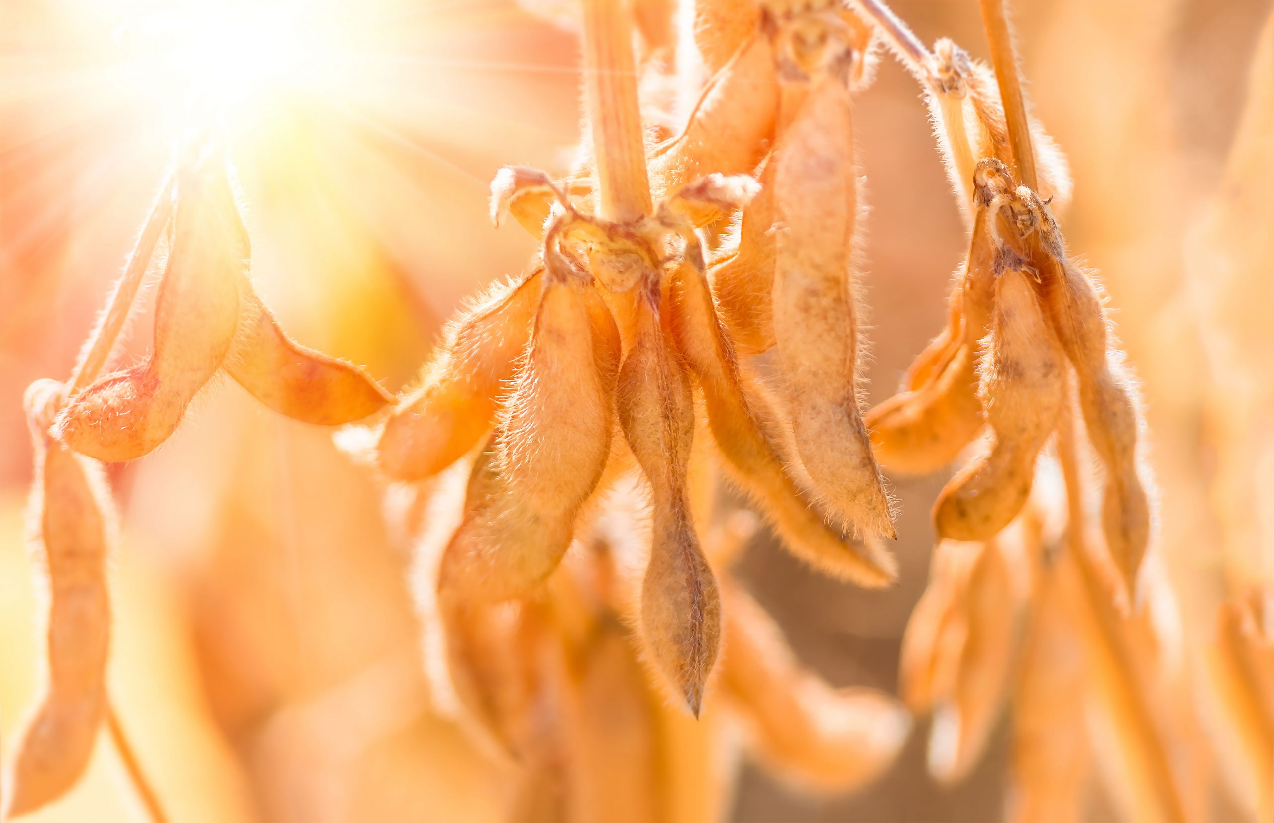 soybean pods