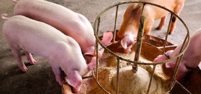 pigs feeding