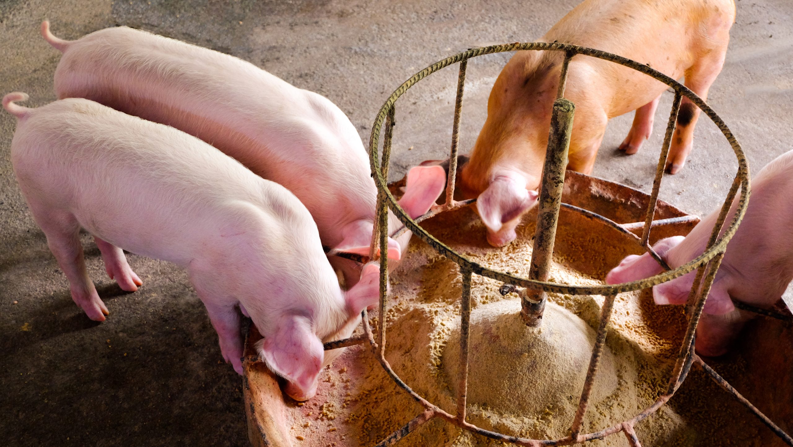 EU lifts ban on feeding livestock processed animal protein (PAP)