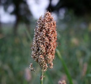 finger millet