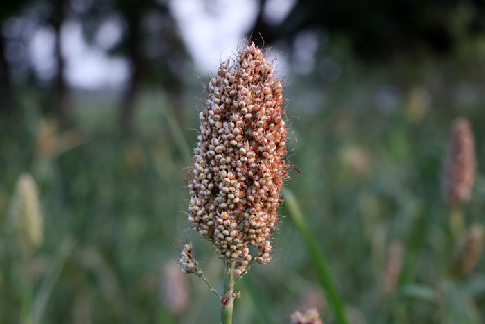 finger millet