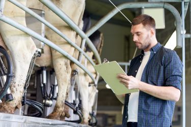 Dairy cow farmer checks