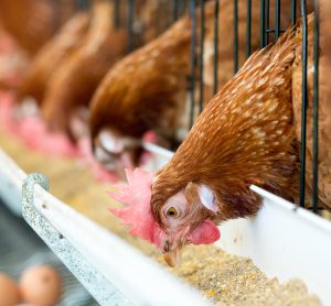 chickens eating feed