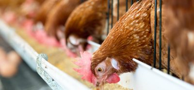 chickens eating feed