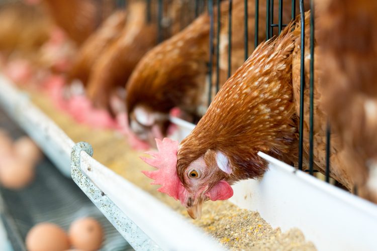 chickens eating feed