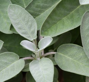 sage leaves