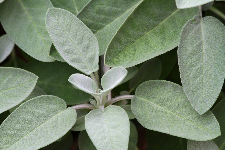 sage leaves