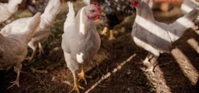 chickens inside