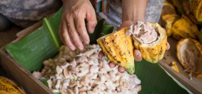 Nestlé develops chocolate-making technique to maximise cocoa fruit yield