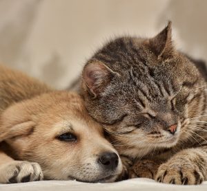 sad cat and dog