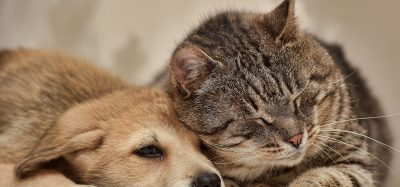 sad cat and dog