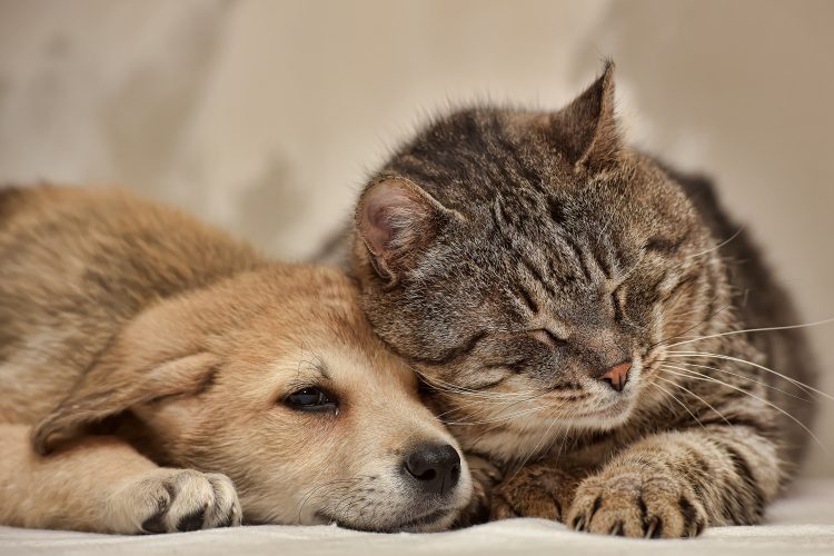 sad cat and dog