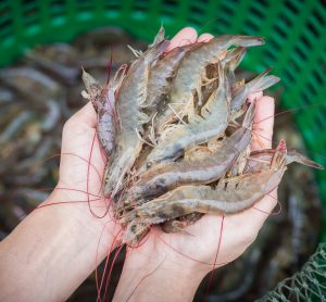 shrimp farming