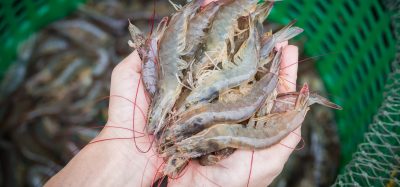 shrimp farming