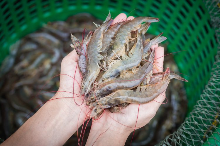 shrimp farming