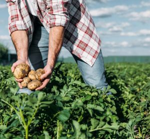 McCain launches regenerative ‘UK Farm of the Future’ in Yorkshire