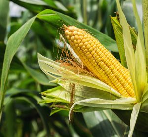 Corn plants offer solution to arsenic-contaminated soil challenges